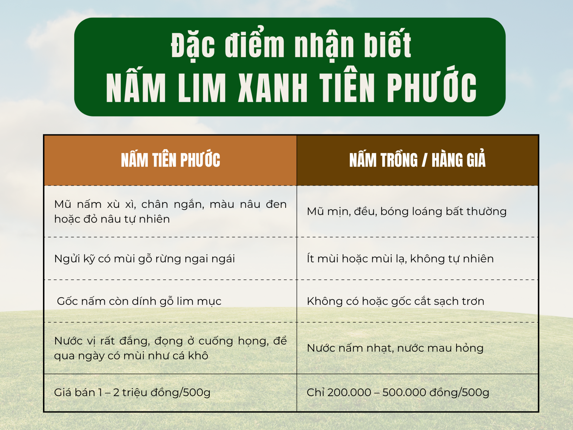 Vì sao Nấm Lim Xanh Tiên Phước lại được săn lùng? nấm lim xanh trimico